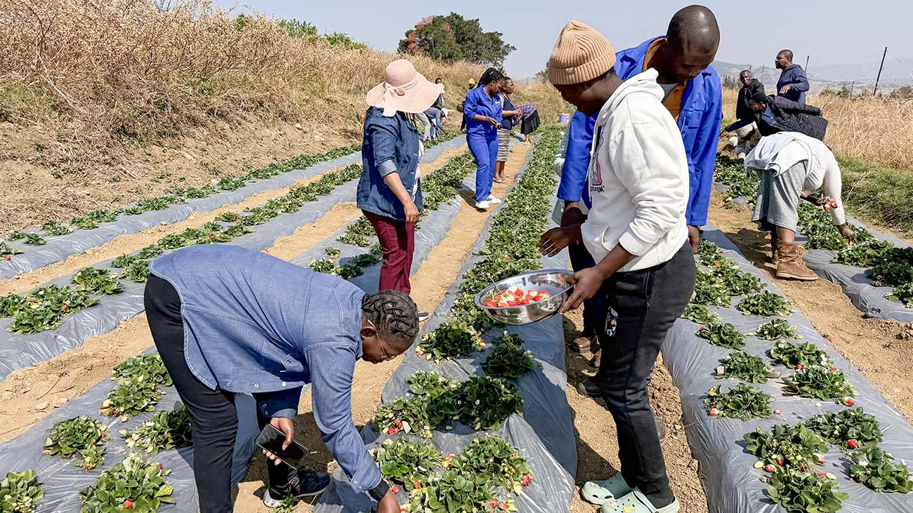 Hawane Co-operative members harvesting strawberries in the field. (Pics: TTM)